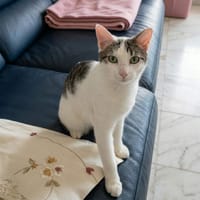 HUGGY, chat à adopter