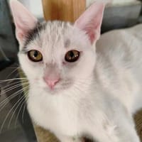 liebe Jungkatze Pim, Katze zur Adoption