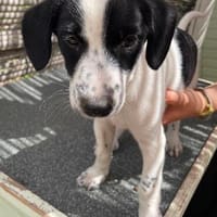 Welpe Nova, Hündin zur Adoption