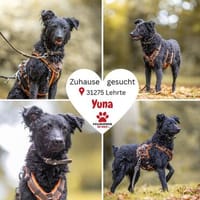 Mischlingshündin Yuna sucht Ihre Menschen, Hündin zur Adoption