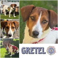 GRETEL * bereit für's Abenteuer, Hündin zur Adoption