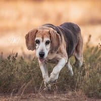 Charmanter Bruno sucht Zuhause, Hund zur Adoption
