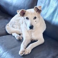 Lenny ❤ wartet in 45239 Essen , Gnadenplatz gesucht, Hund zur Adoption