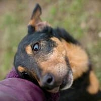 SKIBBY - Charmanter Schmusehund sucht seine Menschen, Hund zur Adoption