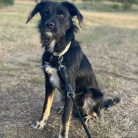 Traumhund Milan sucht seine Menschen, Hund zur Adoption