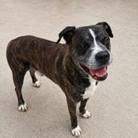 Wer hat ein Herz für Bobby?, Hund zur Adoption