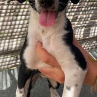 Welpe Suki, Hündin zur Adoption