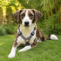 Freundliche Katar sucht Zuhause, Hündin zur Adoption