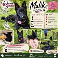 MALIK SUCHT SEINE HERZENSMENSCHEN ❤🐾, Hund zur Adoption