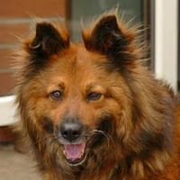 MARY wuscheliges Braunbärchen zum Kuscheln, Hündin zur Adoption