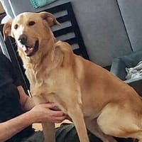 Spike 💙💙💙 ist keine Schlaftablette, Hund zur Adoption