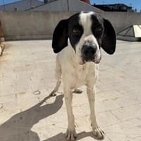 sanfter Pedro sucht sein Plätzchen, Hund zur Adoption