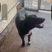 Paulo, Hund zur Adoption