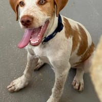 super liebe und soziale Yuna, ca. 54 cm hoch, Hündin zur Adoption