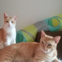 Leo & Marsia  unzertrennliches Katzenpaar sucht Zuhause, Kater zur Adoption