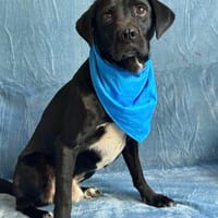 Gömbi- Sanfter Rüde sucht liebevolle Menschen!, Hund zur Adoption