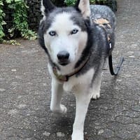 Husky MAXwartet schon in 56626 Andernach, Hund zur Adoption