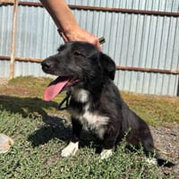 Fanny, 2 Jahre alt  sucht ihre eigene Familie!, Hündin zur Adoption