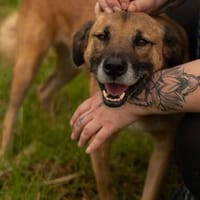 PANCHO BRAUCHT DICH!, Hund zur Adoption