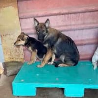 Piter, Hund zur Adoption