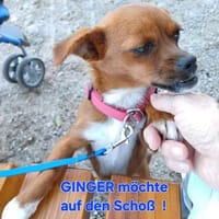 die kleine Ginger sucht liebevolles Zuhause, Hündin zur Adoption