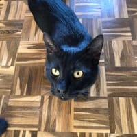Rony - aktives Herz auf 4 Pfötchen, Kater zur Adoption
