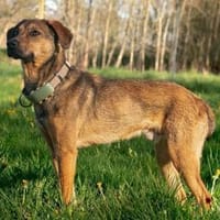 Carlo - der Gelehrige sucht Geduldige, Hund zur Adoption