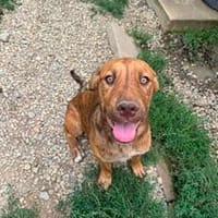 Süße Tiger Lilly möchte ankommen, Hündin zur Adoption