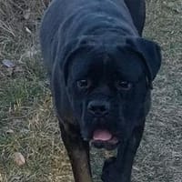 Chop sucht sein Glück, Hund zur Adoption