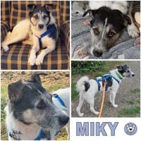 MIKY ° Charakterkopf sucht sein Zuhause, Hund zur Adoption