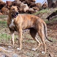 FLORA- KRAFTVOLL UND SENSIBEL, Hündin zur Adoption