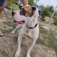 Florin braucht endlich eine eigene Familie, Hund zur Adoption