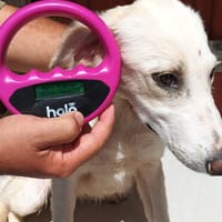Linda, Jilk, Luka, Jim, Oli, Nick und Silvia, Hund zur Adoption