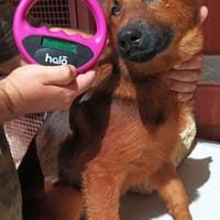 Silvia, Hündin zur Adoption