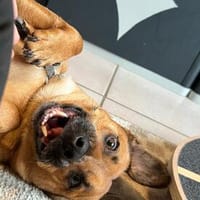Clara - kleines Herz sucht großes Glück, Hündin zur Adoption