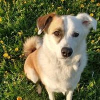 Harvey der ruhige Geselle, Hund zur Adoption