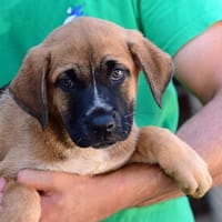 Piper freut sich auf Sie, Hündin zur Adoption