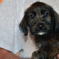 Geben Sie Pinella ein gutes Zuhause?, Hündin zur Adoption