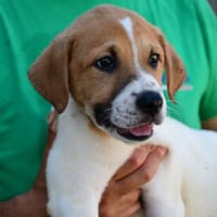 Nehmen Sie Pierre bei sich auf?, Hund zur Adoption