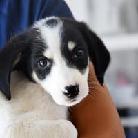 Nehmen Sie Santina bei sich auf?, Hündin zur Adoption