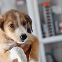 Liebenswerter Semolino sucht Zuhause, Hund zur Adoption