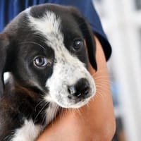 Sibilla sucht engen Familienanschluss, Hündin zur Adoption