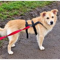 Mounty - wartet in 56379 Oberwies, Hund zur Adoption