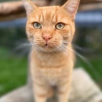 Garfield sucht sein Zuhause, Kater zur Adoption