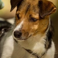Ilvy - die gemütliche kleine Dame, Hündin zur Adoption