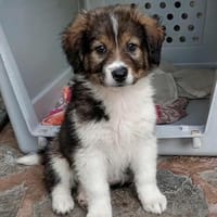 Honey💕Zuckermaus sucht ihre Familie, Hündin zur Adoption