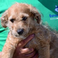 Wird Alessia Ihr neues Familiemmitglied?, Hündin zur Adoption