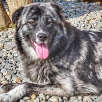 KIKKI auf PS in 65597 Hünfelden, Hündin zur Adoption