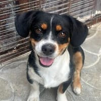 Ginger💕liebe und sehr freundliche kleine Hündin, Hündin zur Adoption