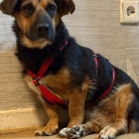 Kleine zuckersüße Shakira, Hündin zur Adoption